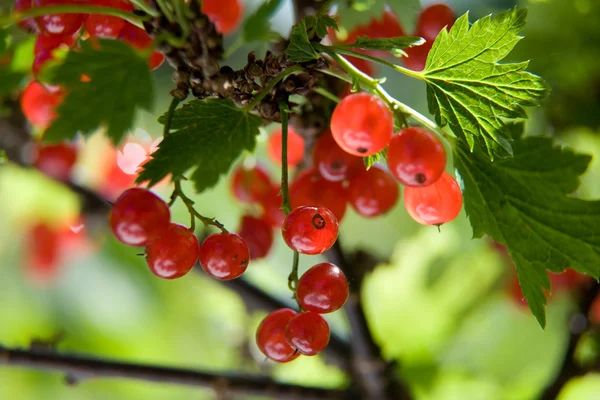 红醋栗水果和绿色的树叶 — 图库照片