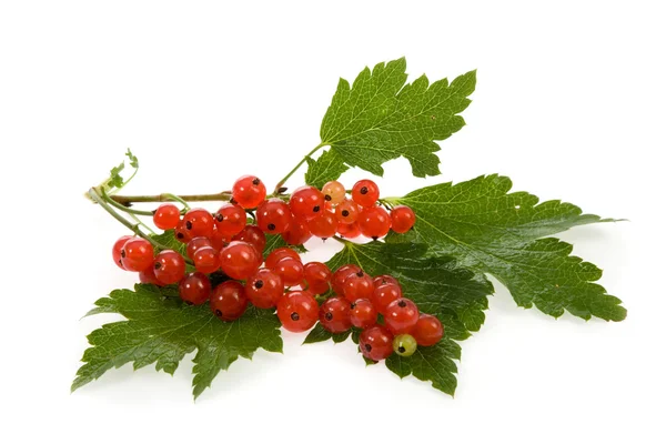 Червона смородина фруктово-зелене листя — стокове фото