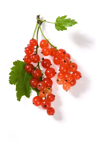 Frutos de grosella roja y hojas verdes —  Fotos de Stock