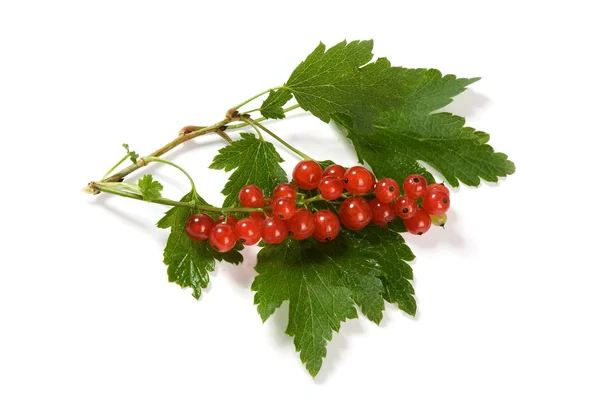 Fruta de groselha vermelha e folhas verdes — Fotografia de Stock