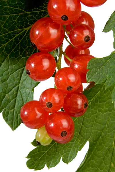 Frutos de grosella roja y hojas verdes —  Fotos de Stock