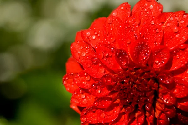 Water druppels op rode dahlia — Stockfoto
