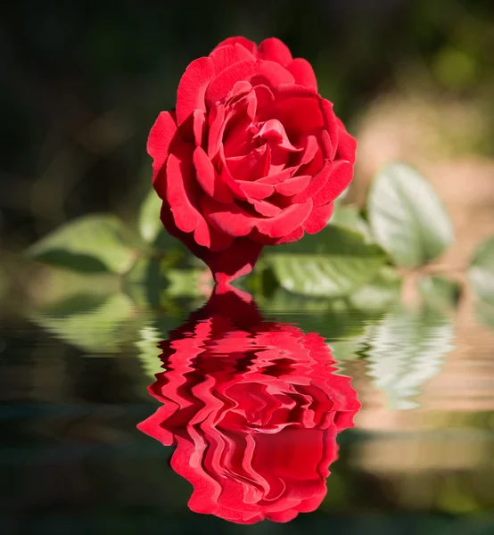 Vörös Rózsa-re — Stock Fotó