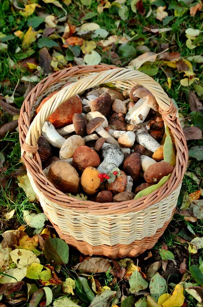 stock image Basket with mushrooms