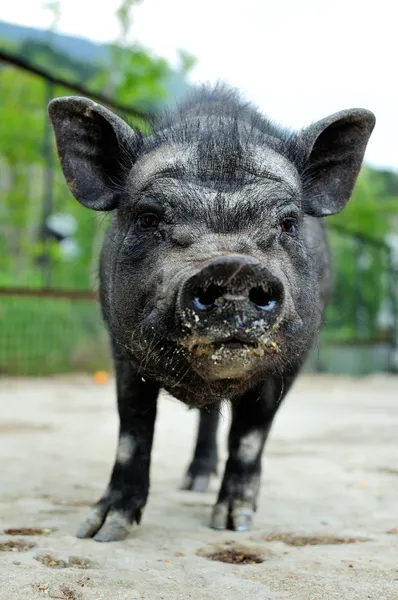 Чёрная свинья — стоковое фото