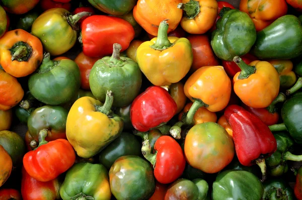 stock image A lot of colour pepper