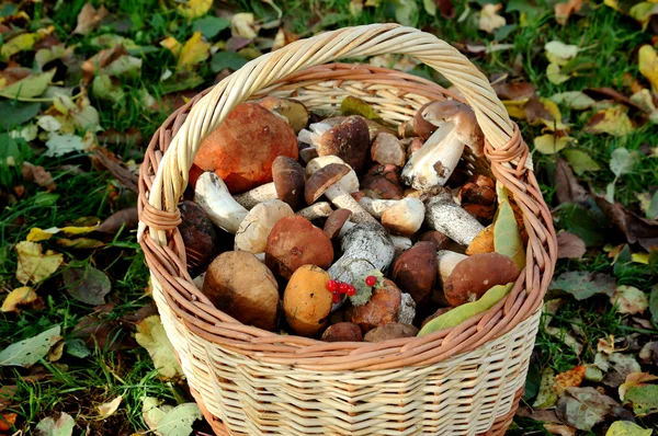 stock image Basket with mushrooms