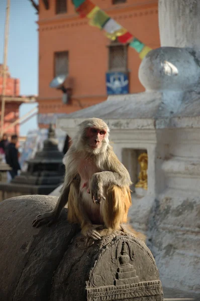 Μαϊμού στο ναό μαϊμού στο Κατμαντού — Φωτογραφία Αρχείου