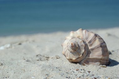 Seashell on the beach clipart