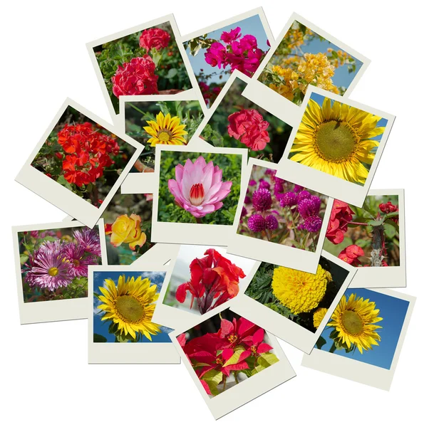 Stock image Flowers shots collage background