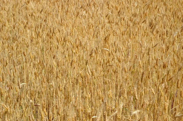 stock image Wheat background