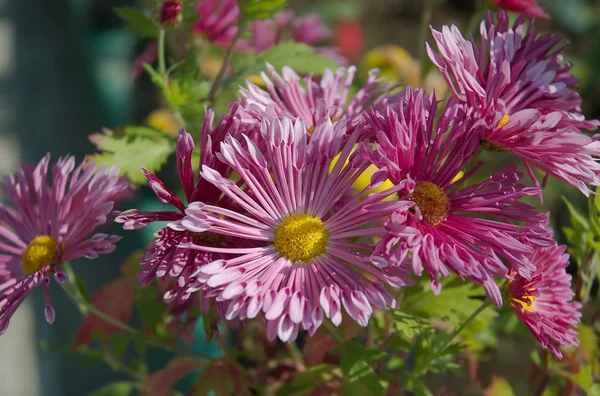 Fioletowe kwiaty - Astry — Zdjęcie stockowe