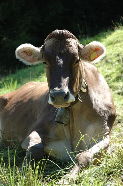 stock image Cow