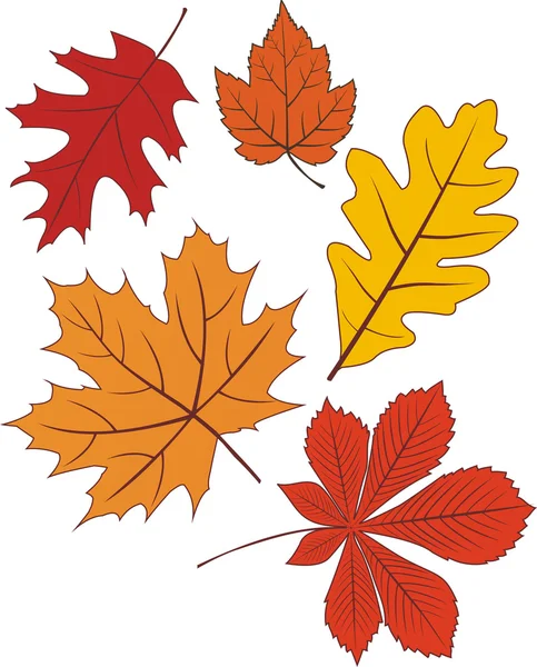 Collection of vector autumn leave shapes — Stock Vector