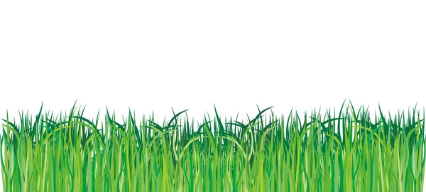 Vektorové zelené trávy — Stockový vektor