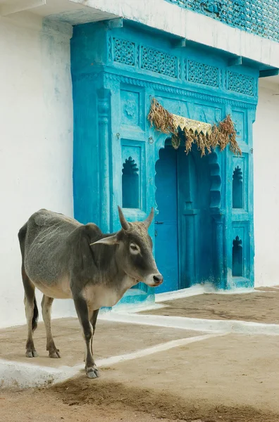Indian sacred cow and blue gates — Stock Photo, Image