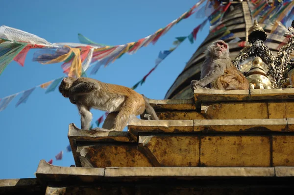A monkey Temple Katmanduban majom — Stock Fotó