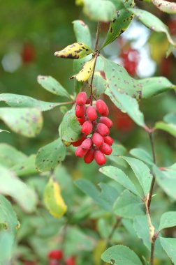 Autumnal barberry fruits clipart