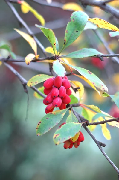 Autumn barberry healing fruits — Stock Photo, Image