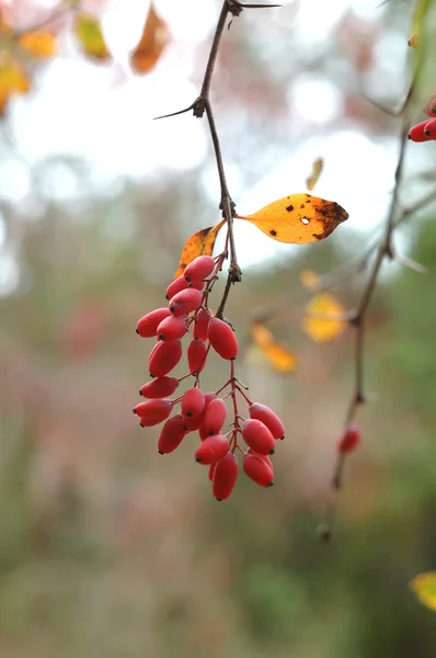 Sonbahar kızamık meyve — Stok fotoğraf