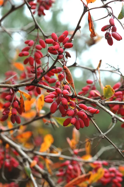 Autumnal barberry fruits — Stock Photo, Image