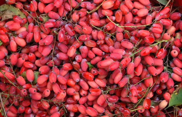 stock image Autumn barberry healing fruits