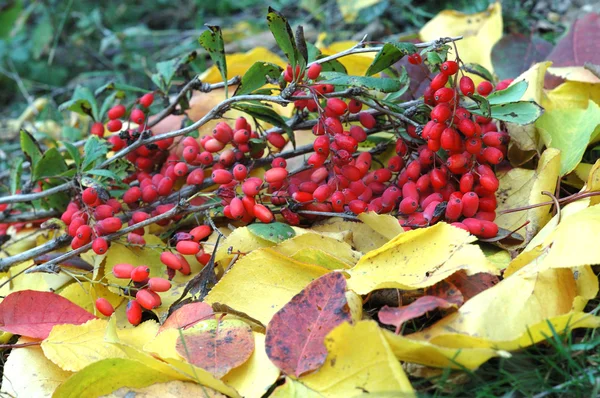 Autumnal barberry fruits — Stock Photo, Image