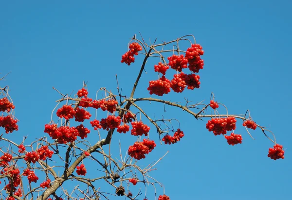 Fruits of Snowball tree — Stock Photo, Image