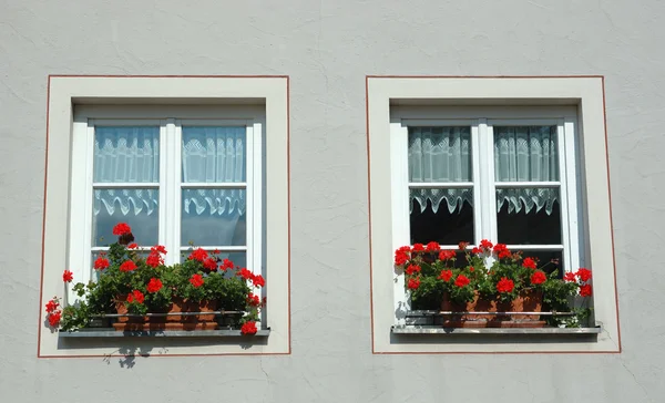 Dvě okna s červenými květy — Stock fotografie