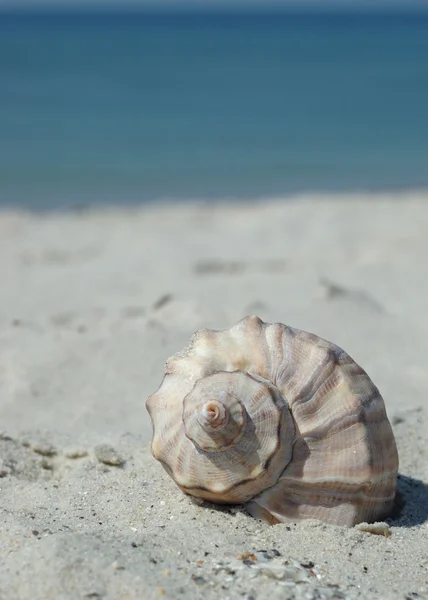 Concha marina en la playa — Foto de Stock