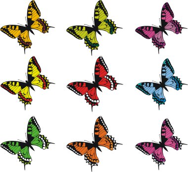 renkli kelebekler topluluğu