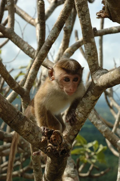 Maymun - kaporta makak (Macaca ışınsal simetrili canlılar) — Stok fotoğraf