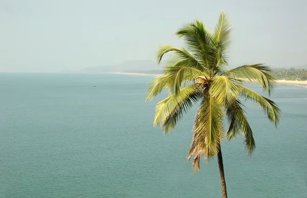 Tropische landschap met de palm — Stockfoto