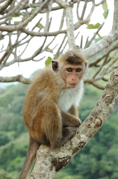 Μαϊμού - μακάκος καλύμματος κινητήρα (Macaca radiata) — Φωτογραφία Αρχείου