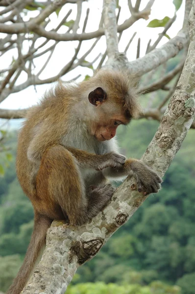 Kaporta makak (Macaca ışınsal simetrili canlılar) — Stok fotoğraf
