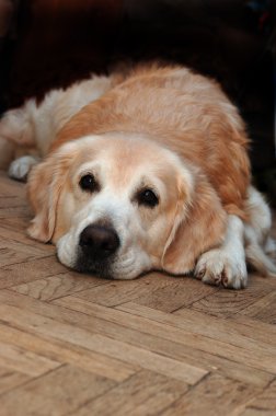 yerde yatarken üzgün golden retriever