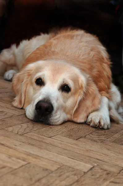 stock image Sad golden retriever lying on the floor