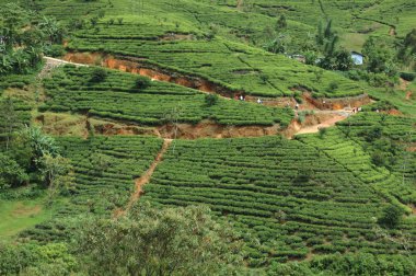 Sri lanka çay plantasyon