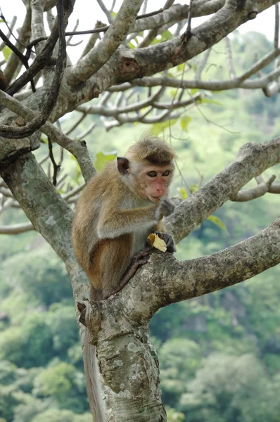 Maymun - kaporta makak (Macaca ışınsal simetrili canlılar) — Stok fotoğraf