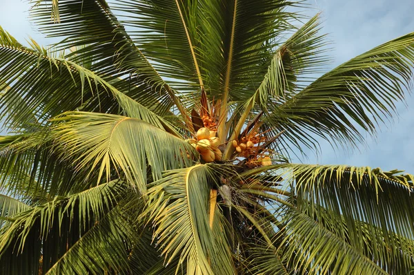 Pohon kelapa dengan buah-buahan — Stok Foto