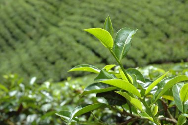 Sri Lanka tea plantation near Hatton clipart