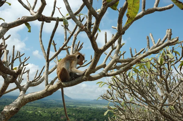 Małpa - Macaque Bonnet (Macaca radiata) — Zdjęcie stockowe