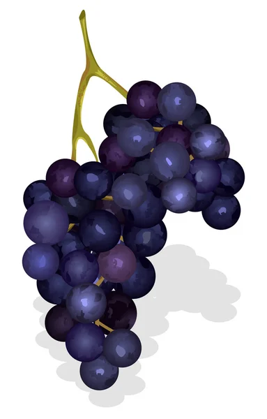Racimo de uvas — Vector de stock