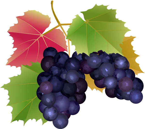 Racimo de uvas con hojas — Vector de stock