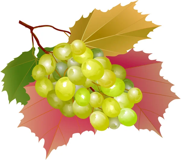 Klastra winogron z liści — Wektor stockowy