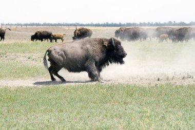 Bison clipart