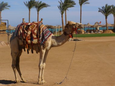 Camel on beach clipart