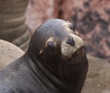 Head of Fur Seal clipart