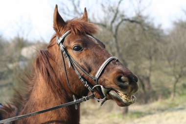 Head of a horse clipart