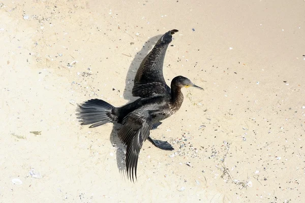 Bird on sand — Stock Photo, Image